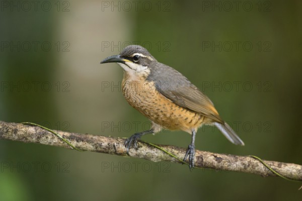 Victoria's Riflebird (Ptiloris victoriae) female, Queensland, Australia