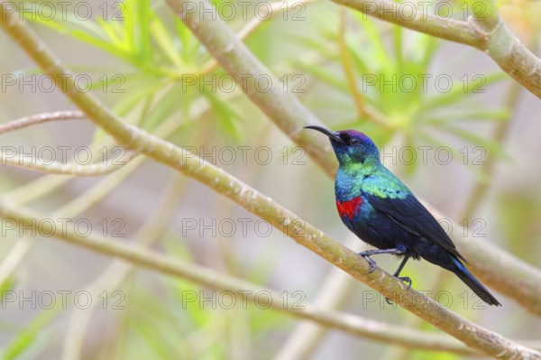 Glossy Sunbird, Perching Warbler, (Nectarinia habessinica), Middle East, Oman, Ayn Razat, Salalah, Dhofar, Oman