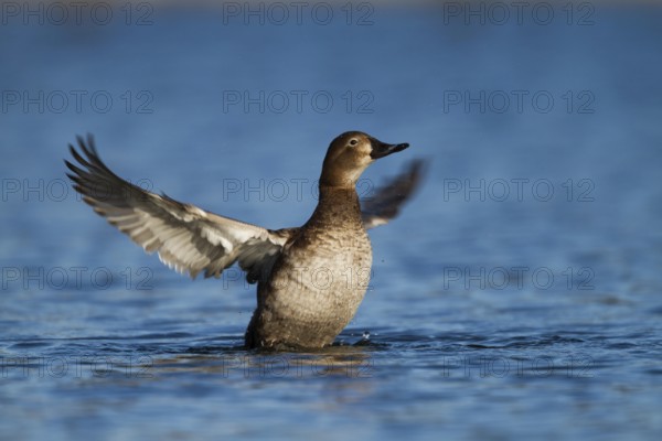 Common Pochard (Aythya ferina) female, Bavaria, Germany