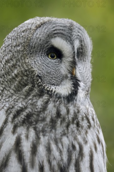 Great grey owl (Strix nebulosa), portrait, captive, Lower Saxony, Germany