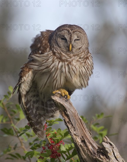 Barred Owl (Strix varia), Florida, USA