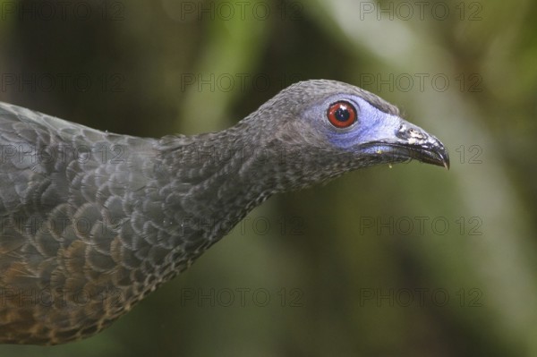 Sickle-winged Guan (Chamaepetes goudotii), Ecuador