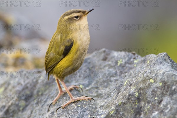 New Zealand Rockwren (Xenicus gilviventris) juvenile, South Island, New Zealand