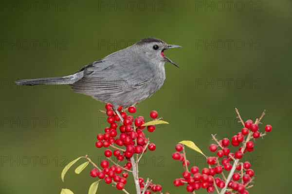 Grey Catbird (Dumetella carolinensis) feeding on red berries, Texas, USA
