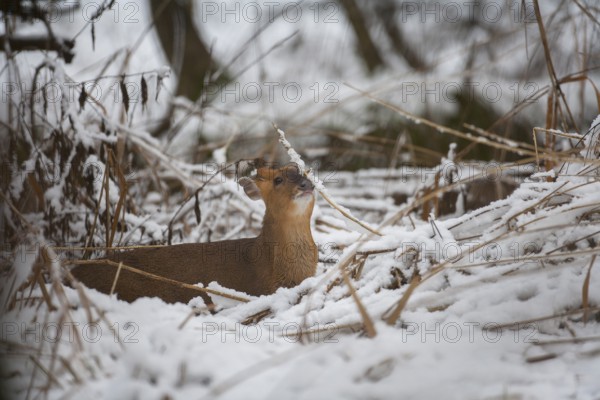 Muntjac deer (Muntiacus reevesi) adult animal in a snow covered woodland in winter, Suffolk, England, United Kingdom