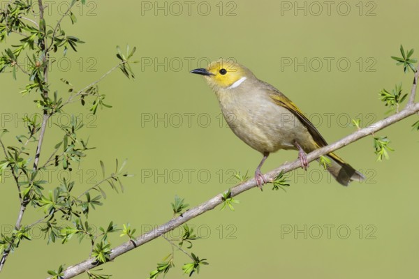 White-plumed Honeyeater (Ptilotula penicillata), Victoria, Australia