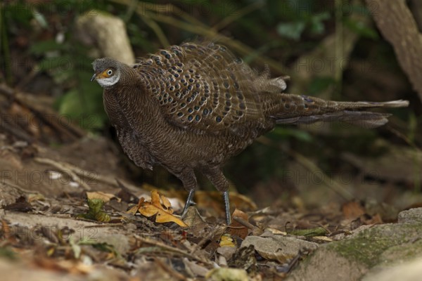 Grey Peacock-Pheasant (Polyplectron bicalcaratum) male, Mae Wong, Thailand