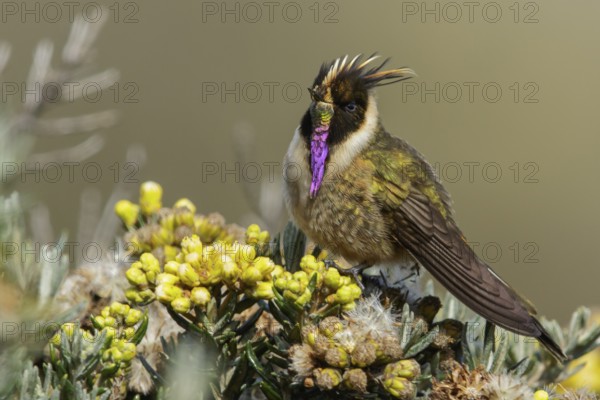 Buffy Helmetcrest (Oxypogon stuebelii) perched on a branch in the Andes Mountains of Colombia