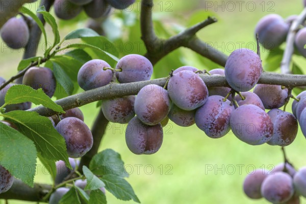 Plum (Prunus domestica 'Anna Späth'), Merkel family, Germany