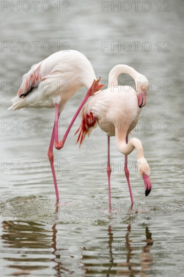Greater Flamingo (Phoenicopterus roseus) standing in the water, captive, Germany