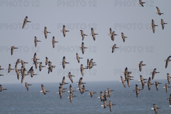 Brant Goose (Branta bernicla) flying, Schleswig-Holstein, Germany