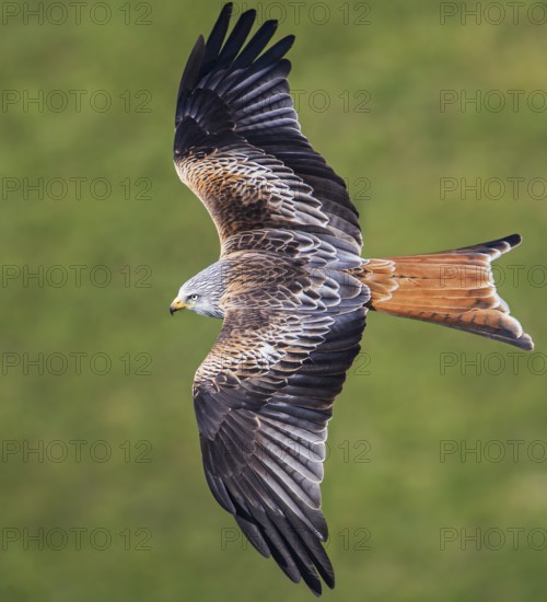 Red Kite (Milvus milvus) flying, Hesse, Germany