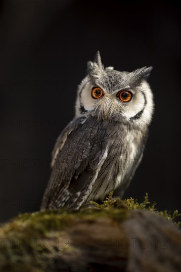 Southern White-faced Owl (Ptilopsis granti) captive, Germany