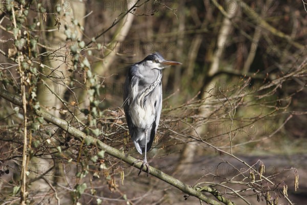 Grey heron (Ardea cinerea) standing on one leg on a branch, North Rhine-Westphalia, Germany