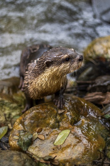 A wet nutria stands on a stone amidst a flowing stream in Khao Sok National Park, Surat Thani Province, Thailand, surrounded by lush greenery