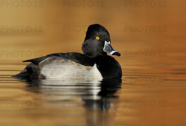 Ring-necked Duck Male (Aythya collaris) - Victoria BC, Canada