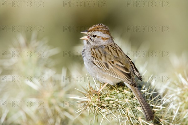 Rufous-winged Sparrow Peucaea carpalis Tucson, Pima County, ARIZONA, United States 24 March Adult EMBERIZIDAE