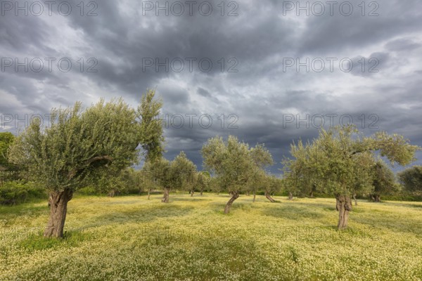 Landscape, Greece, thunderstorm, thunderstorm atmosphere, olive tree, olive grove. Olive, flower meadow, Lesbos Island, Lesbos, Greece
