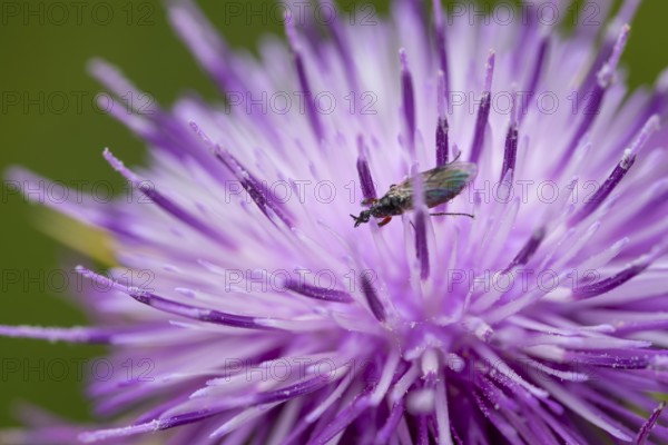 A close up view of a purple silybum marianum flower with a insect resting on its vivid petals. The image captures intricate details, highlighting the beauty of nature in macro photography