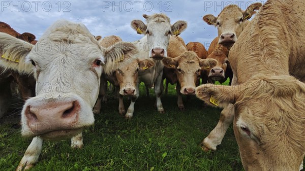 Cows (bos taurus) looking curiously into the camera on a green meadow, Franconian Forest nature park Park