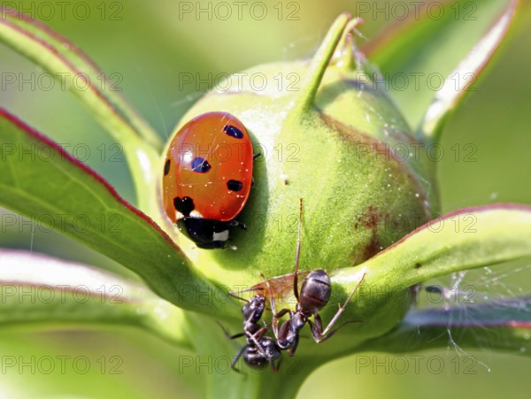 Seven-spot ladybirds and ants ------------------------------ a wildlife document, nothing arranged or manipulated/Siebenpunkt-Marienkäfer und Ameisen ------------------------------ a wildlife document, nothing arranged or manipulated