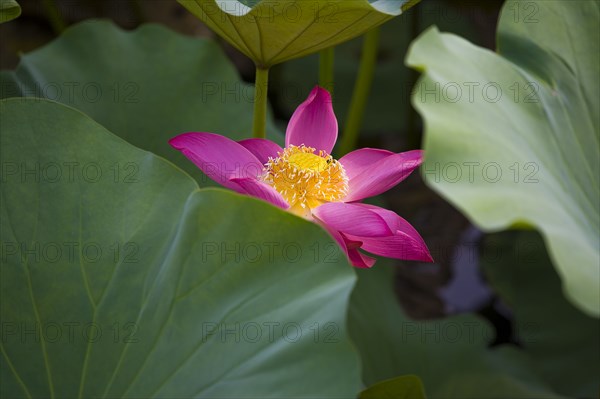 Lotus