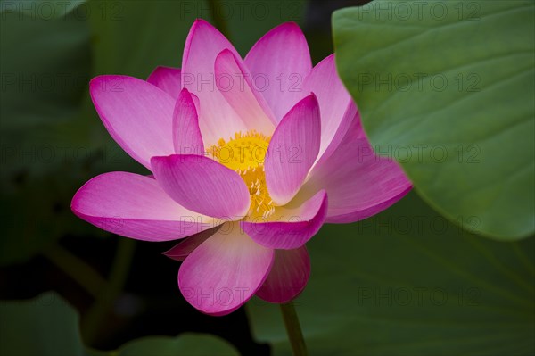 Lotus