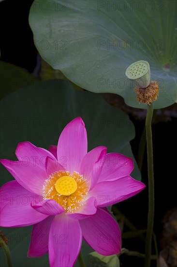 Lotus