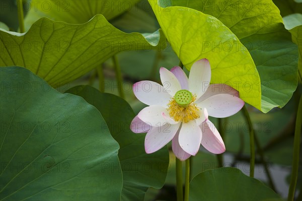 Lotus