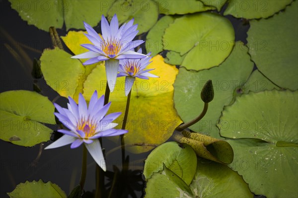 Lotus