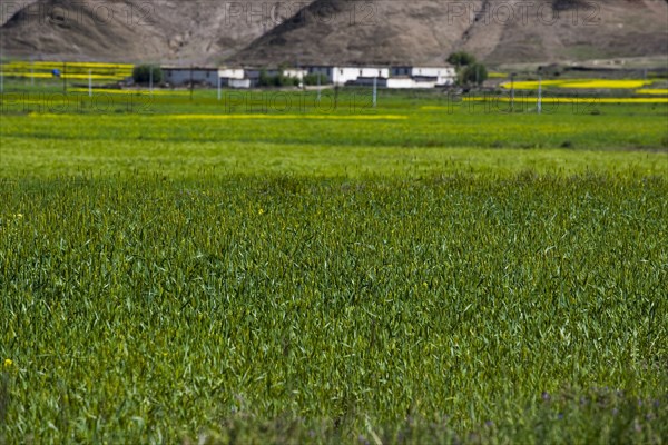 Mountains and Meadow along the Way to Tingri