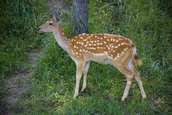 Deer in Imperial Summer Villa,Chengde