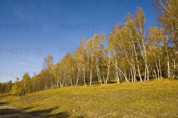 View of Bashang high plain,Neimenggu