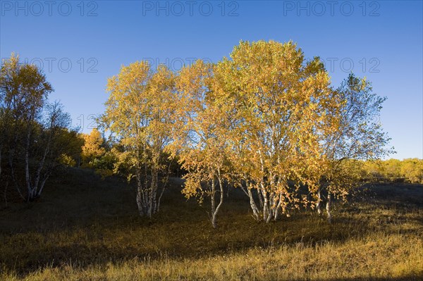 View of Bashang high plain,Neimenggu