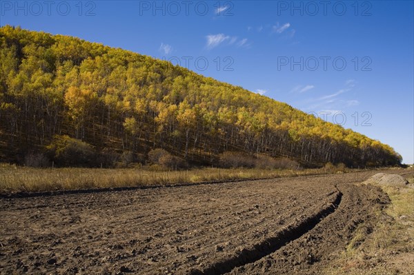 View of Bashang high plain,Neimenggu