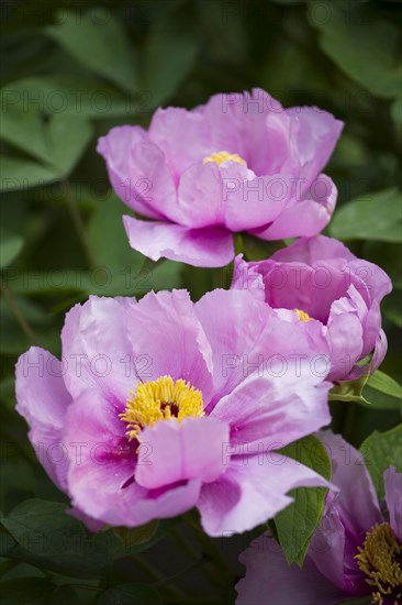 Beijing Botanical Garden