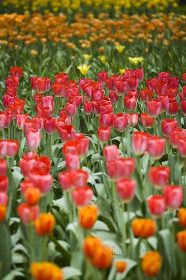 Beijing Botanical Garden
