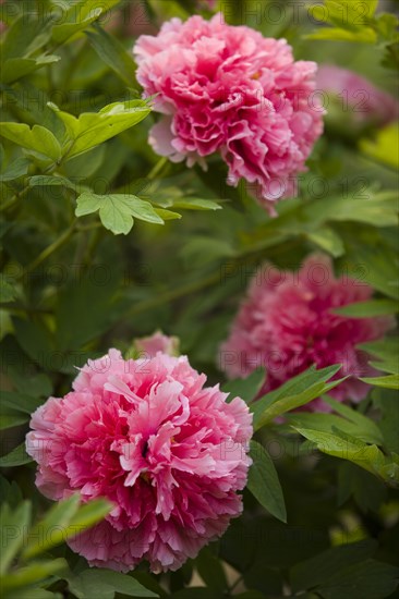 Beijing Botanical Garden