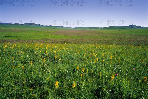 Bashang landscape