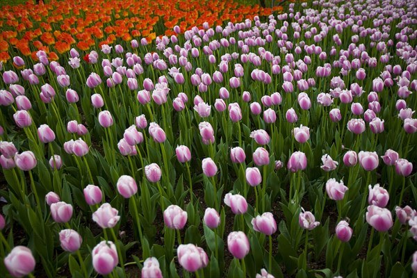 Beijing Botanical Garden