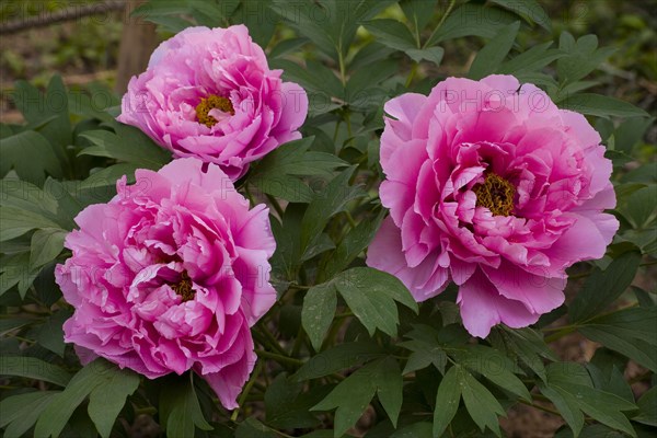 Beijing Botanical Garden