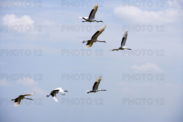 Heilongjiang,zhalong Natural Reserve,