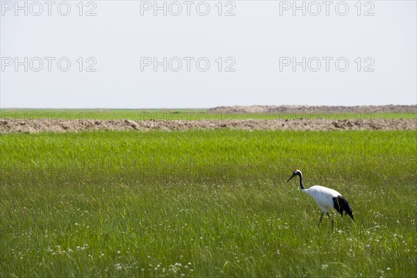 Heilongjiang,zhalong Natural Reserve,