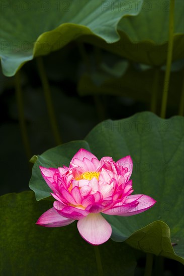 Lotus