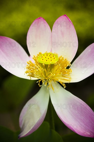 Lotus