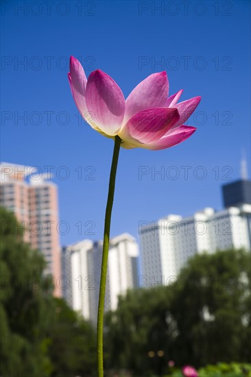 Lotus