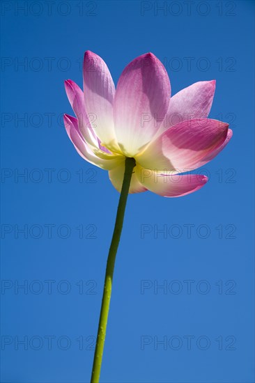 Lotus