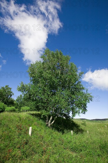 Bashang grassland in Inner Mongolia