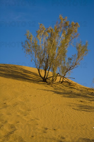 Xinjiang Province, Aletai,