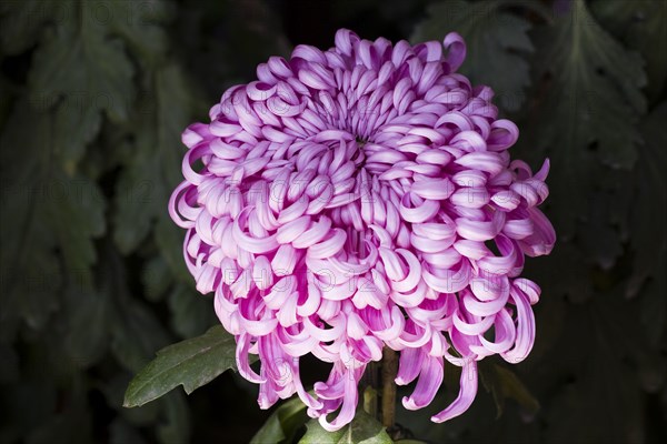 Chrysanthemum